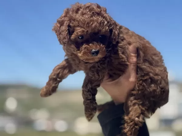 Show Kalite Red Brown Toy Poodle Yavrularımız
