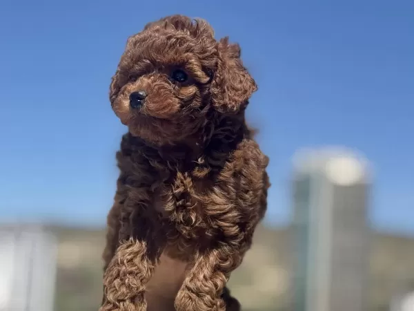 Show Kalite Red Brown Toy Poodle Yavrularımız