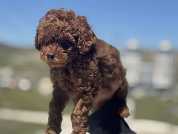Show Kalite Red Brown Toy Poodle Yavrularımız