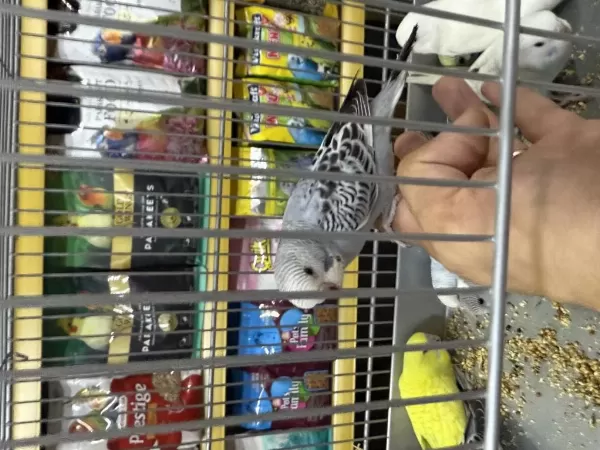 Yeni. Yeme Düşmüş Bebekler