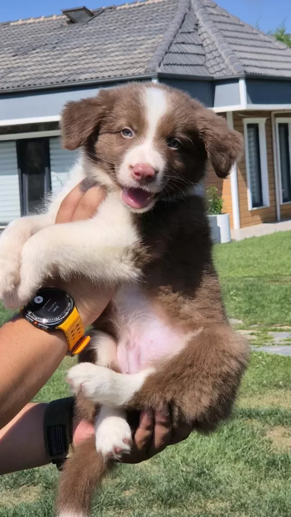 Safkan Border Collie Yavruları Çiftlikten