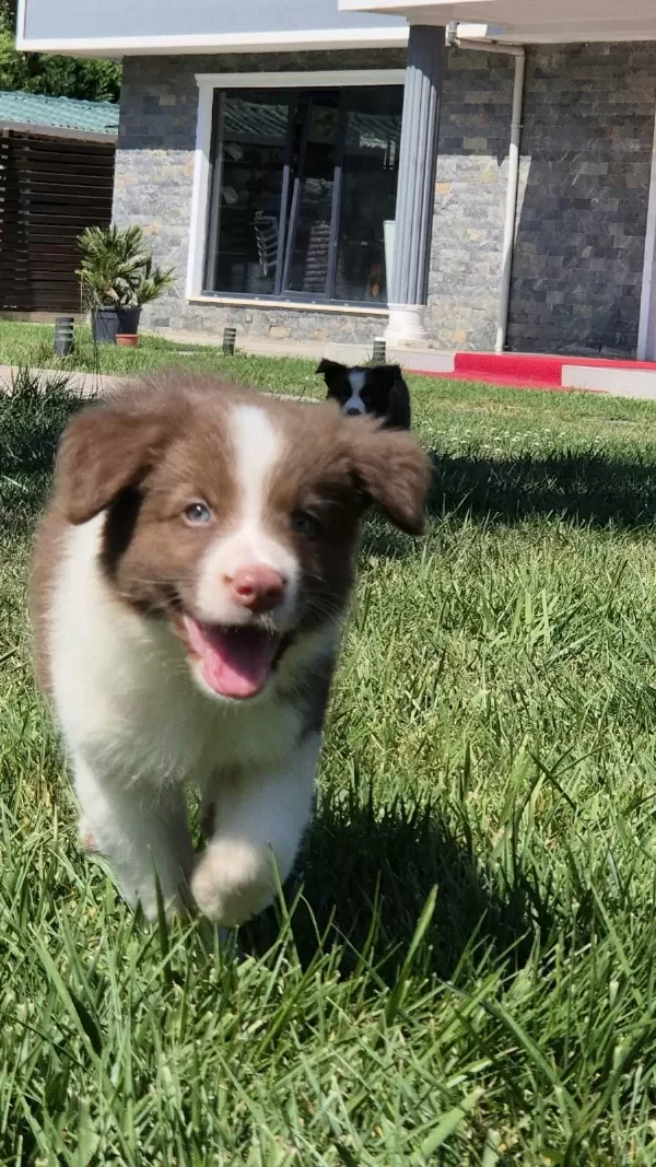 Safkan Border Collie Yavruları Çiftlikten
