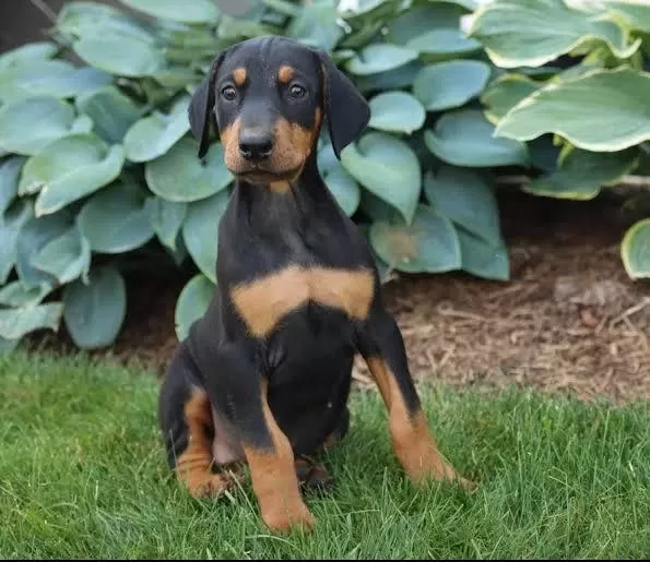 Estetikli Dişi Erkek Doberman Yavrular Kapıda Ödeme İ