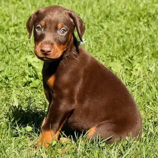 Estetikli Dişi Erkek Doberman Yavrular Kapıda Ödeme İ