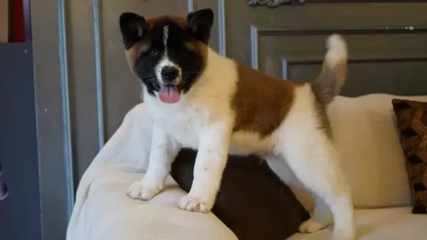 %100 Akita İnu Yavruları Üst Kalite