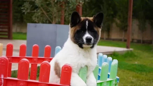 %100 Akita İnu Yavruları Üst Kalite