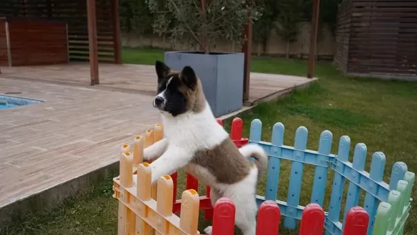 %100 Akita İnu Yavruları Üst Kalite