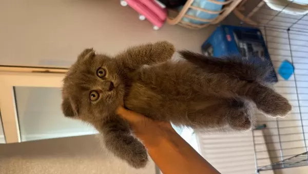 Kaliteli Scottish Fold Yavrularim Sahiplerini Bekliyor