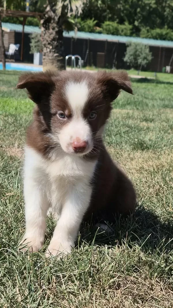 Birinci Sınıf Safkan Border Collie Yavruları