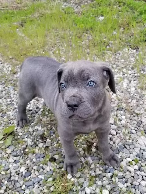 Estetikli Dişi Erkek Cane Corso Yavrular Kapıda Ödeme