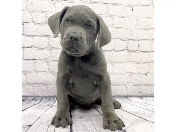 Estetikli Dişi Erkek Cane Corso Yavrular Kapıda Ödeme