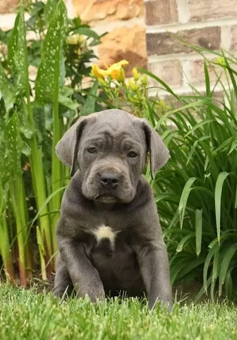 Estetikli Dişi Erkek Cane Corso Yavrular Kapıda Ödeme