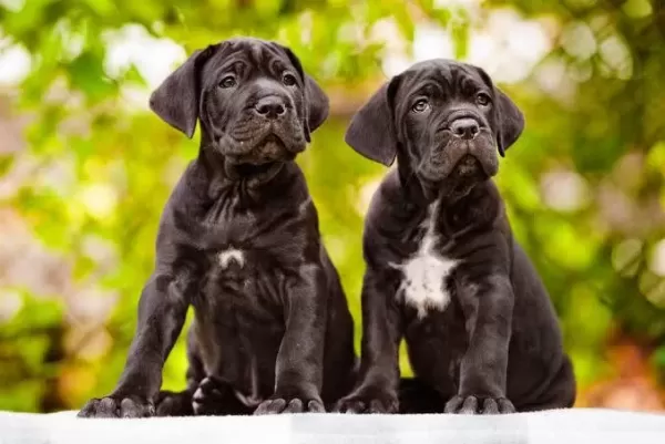 Estetikli Dişi Erkek Cane Corso Yavrular Kapıda Ödeme