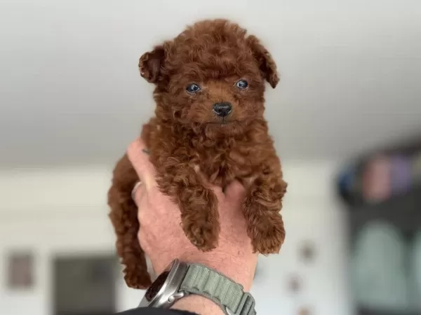 Tea Cup Kore Poodle Yavrular Petmode Den