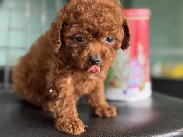 Tea Cup Kore Poodle Yavrular Petmode Den