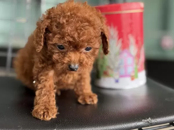 Tea Cup Kore Poodle Yavrular Petmode Den