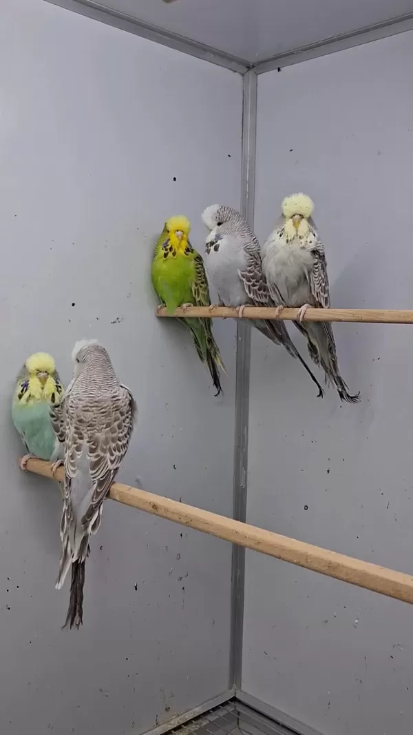 Show Jumbo Muhabbet Kuşları