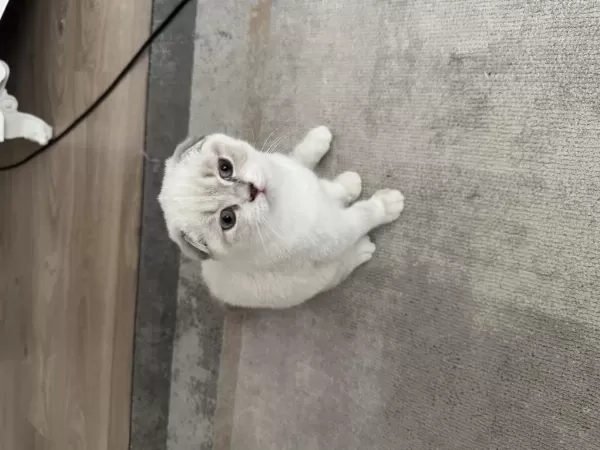 3 Aylık Uygun Scottish Fold