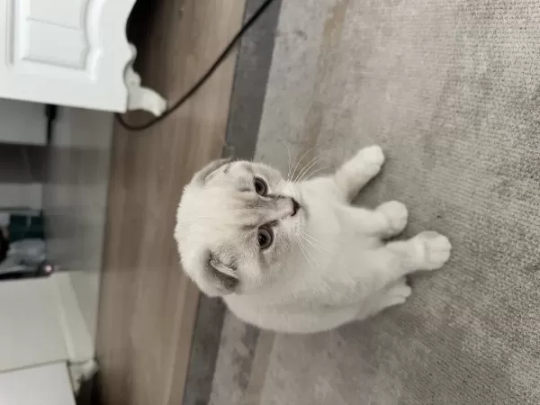 3 Aylık Uygun Scottish Fold
