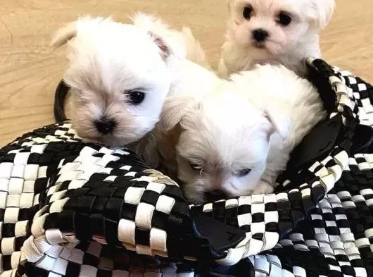 0 Numara Maltese Bebeklerimiz