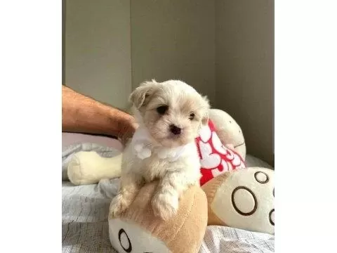 A Kalite Maltipoo Bebeklerimiz