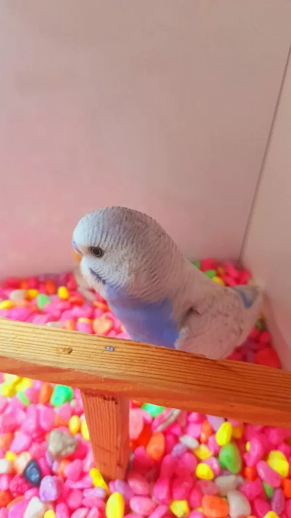 Muhabbet Erkek Yavru Ele Aliştirmalik Konuşturmalik