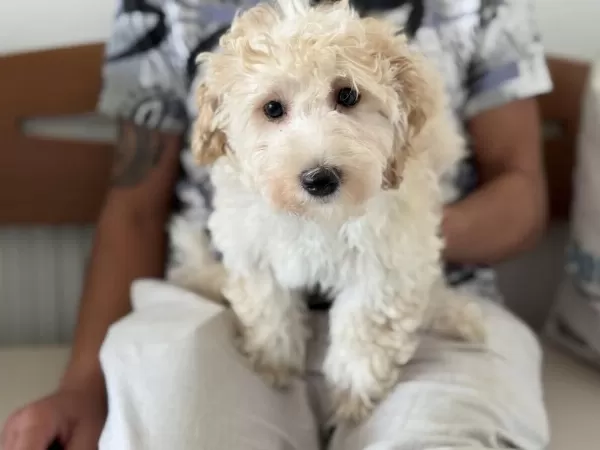 Wc Eğitimli Aşılı Pasaportlu Maltipoo Yavrular