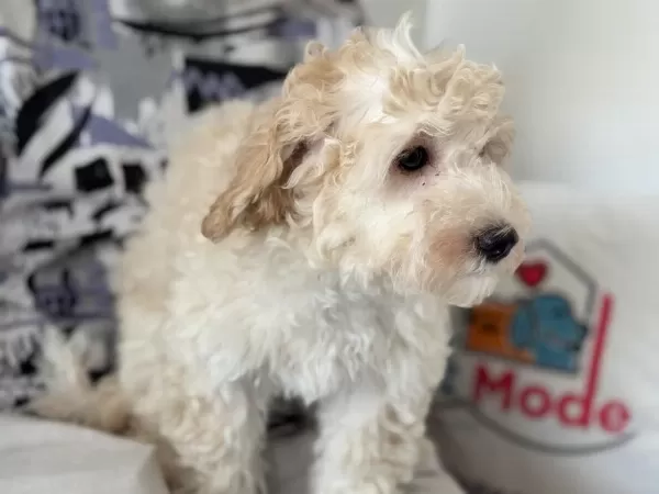 Wc Eğitimli Aşılı Pasaportlu Maltipoo Yavrular
