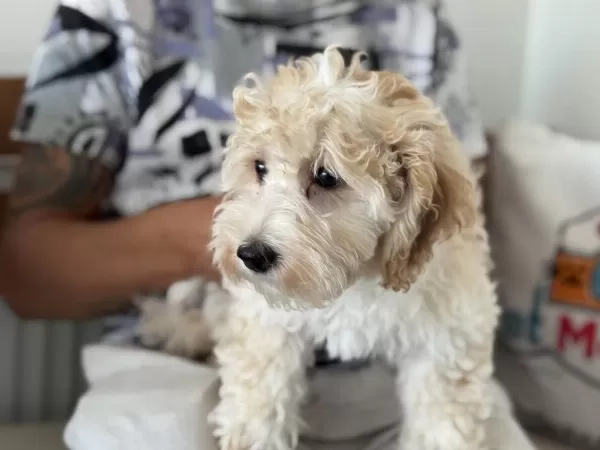 Wc Eğitimli Aşılı Pasaportlu Maltipoo Yavrular