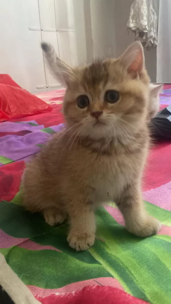 Safkan British Shorthair