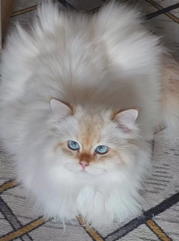 Safkan British Shorthair