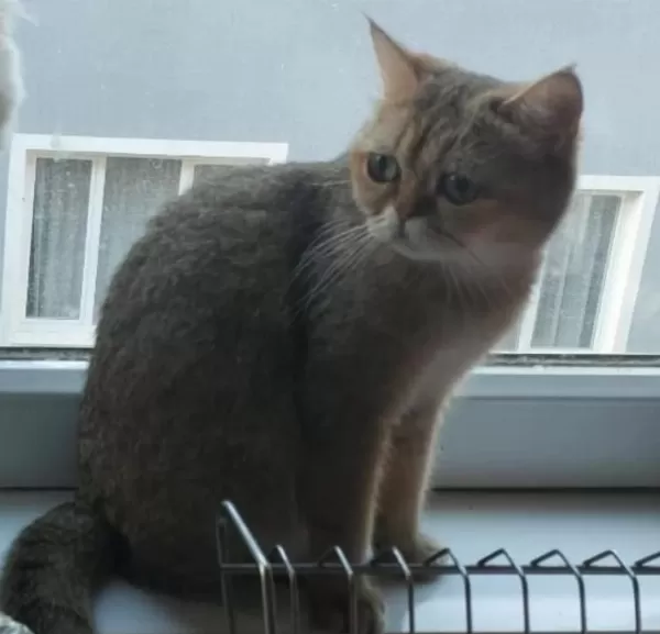 Safkan British Shorthair