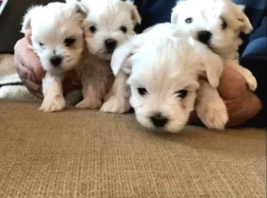 A Kalite Maltese Bebeklerimiz