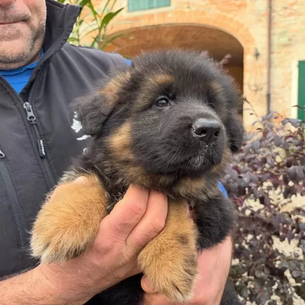 Alman Çoban Köpeği Yavrulari
