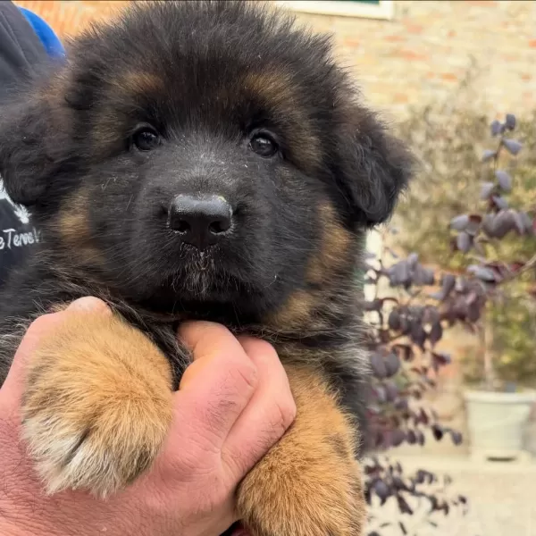 Alman Çoban Köpeği Yavrulari