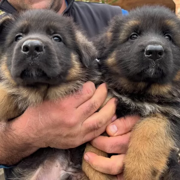 Alman Çoban Köpeği Yavrulari