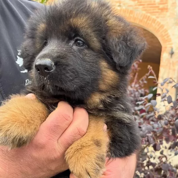 Alman Çoban Köpeği Yavrulari