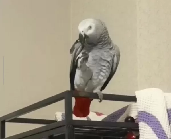 Mükemmel Bir Konuşan Jako Kaçiran Üzülür