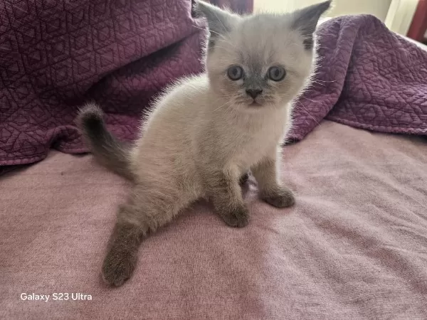 2.5 Aylık Yavru Dişi British Shorthair