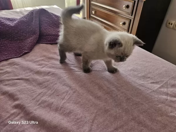 2.5 Aylık Yavru Dişi British Shorthair
