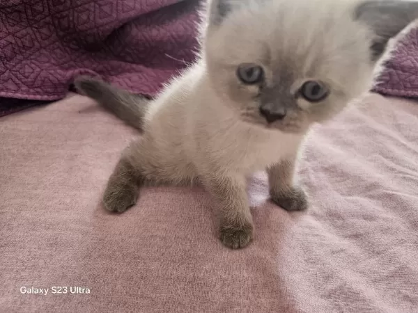 2.5 Aylık Yavru Dişi British Shorthair