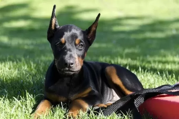 Ruhsatlı Köpek Çifliğinden Doberman Yavrular A Scrli