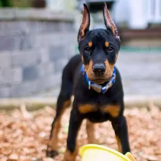 Ruhsatlı Köpek Çifliğinden Doberman Yavrular A Scrli