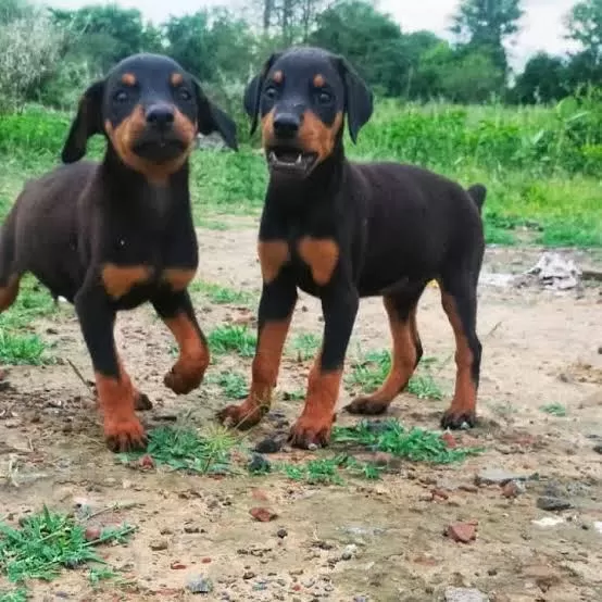 Ruhsatlı Köpek Çifliğinden Doberman Yavrular A Scrli