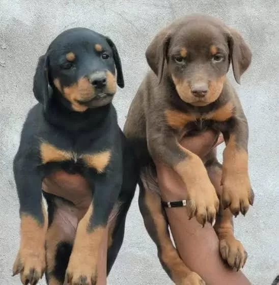 Ruhsatlı Köpek Çifliğinden Doberman Yavrular A Scrli