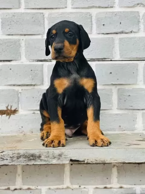 Ruhsatlı Köpek Çifliğinden Doberman Yavrular A Scrli