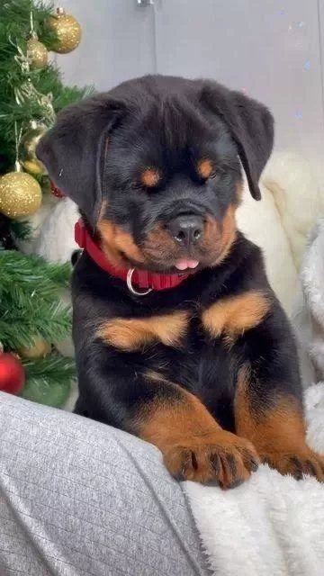 Ruhsatlı Köpek Çifliğinden Rottweiler Yavrular A Scrli