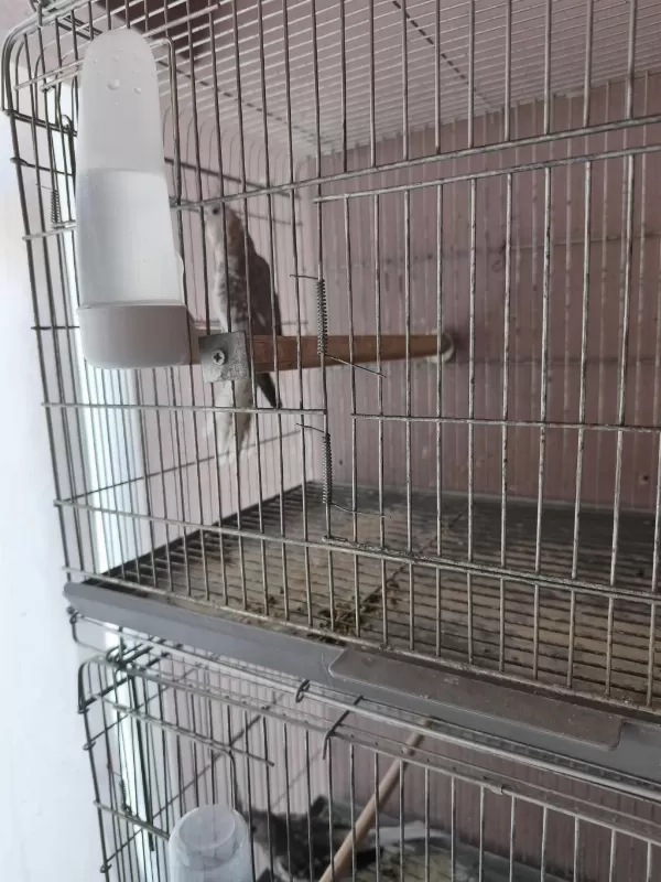 Toplu Sahiplendirilecek Sultan Papağanları