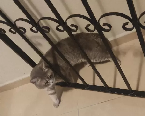 Kedimiz Pundiğe Güzel Bir Yuva