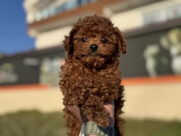 Yasal Ruhsatlı Çiftlikde Hazır 10 Adet Toy Poodle